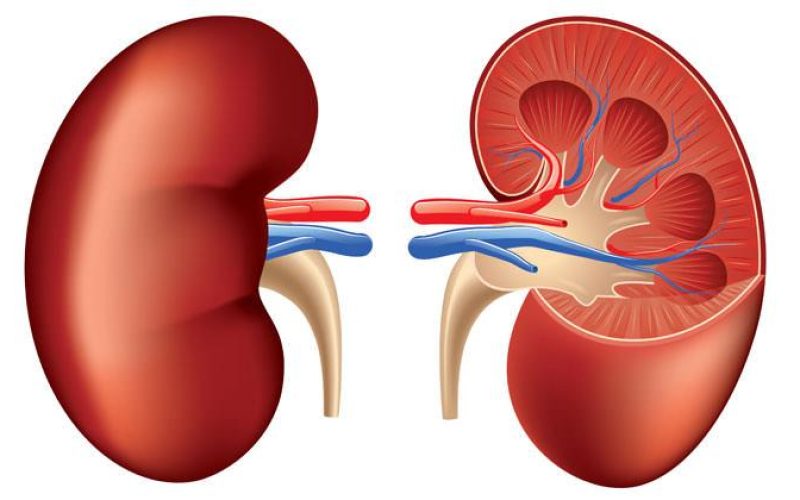 ¿Qué hacen nuestros riñones? - Casa Pediátrica